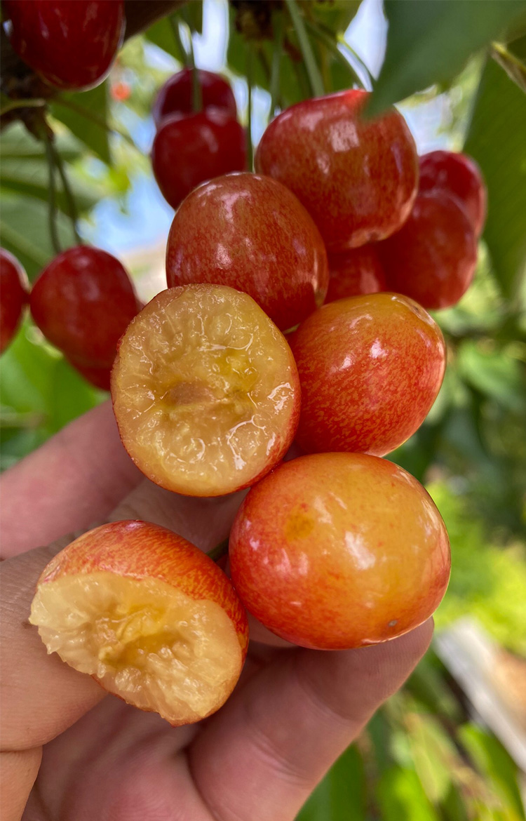 媚调【jd物流】黄金车厘子 大连樱桃雷尼尔黄樱桃国产车厘子车里子