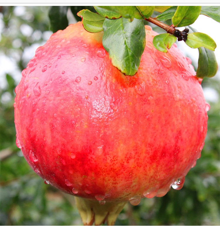 荣嵘石榴水果新鲜突尼斯软籽红皮甜四川会理大果礼盒 石榴果王6个(单