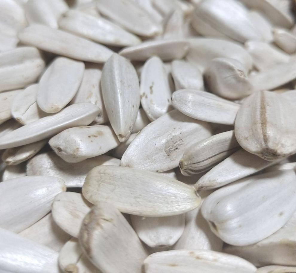 新货东北小白油磕小油葵生瓜子小白瓜子小毛嗑年货瓜子批发 生小白油