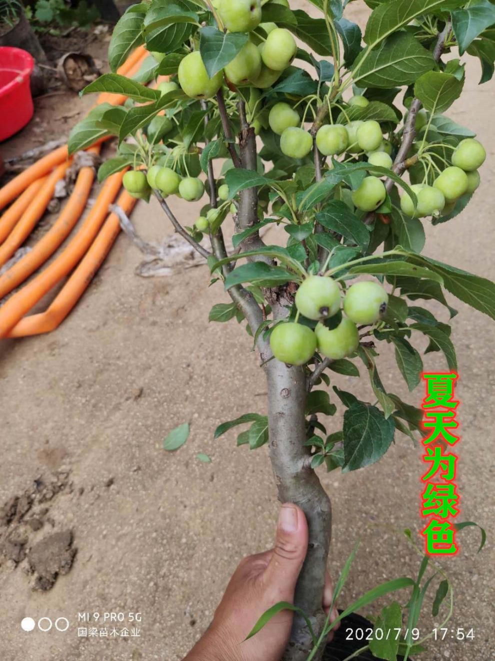 海棠花冬红果树苗盆景果树海棠盆栽地栽老桩长寿果苹果苗当年结果 冬