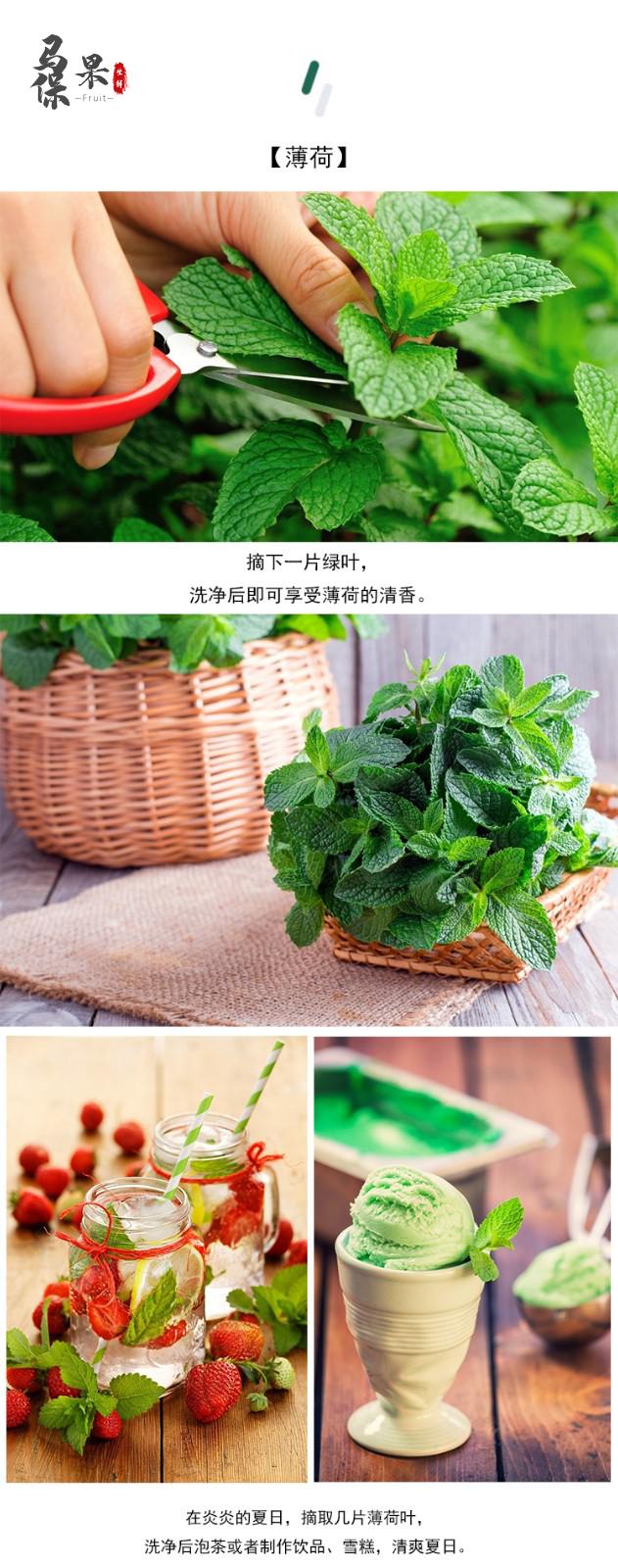 薄荷叶嫩头新鲜可食用泡水调酒香料蕃烘焙奶茶西餐摆盘装饰500g精选装