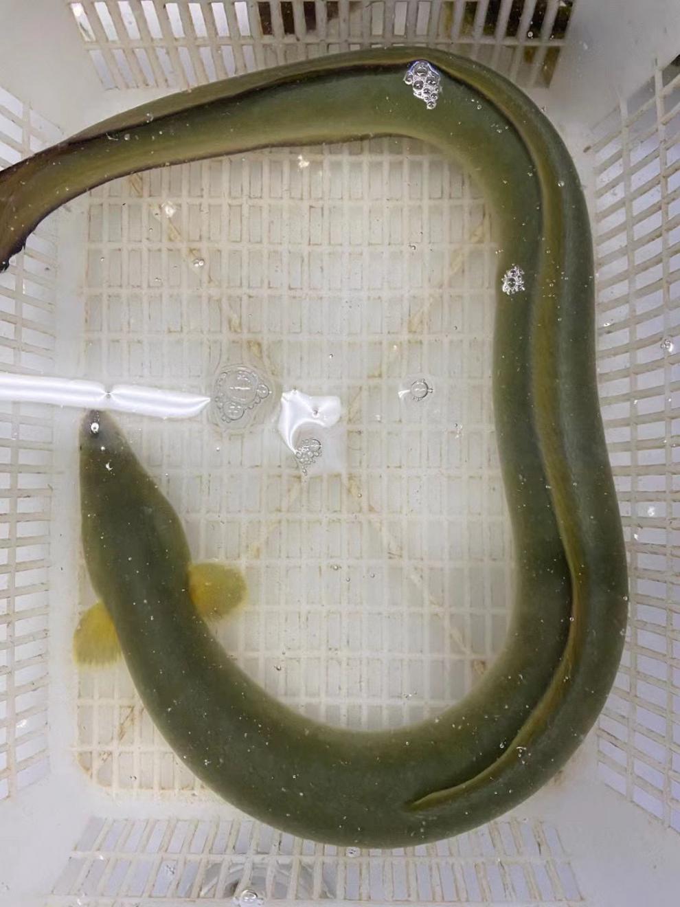 纯河鳗新鲜鳗鱼活物淡水白鳝鱼整条包活到家海鲜 坏单包赔【图片 价格