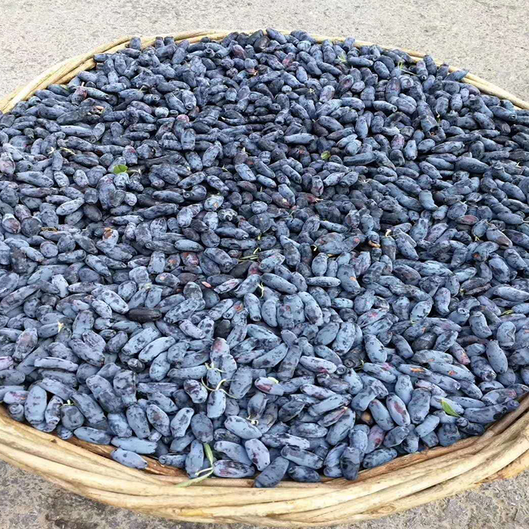 东北伊春野生蓝靛果山茄子新鲜蓝莓羊奶子果黑瞎子果2斤装套餐二