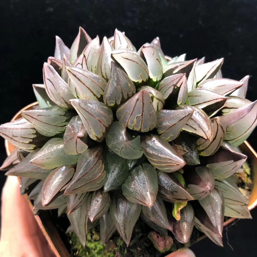 西瓜十二卷寿背窗寿玉露寿多肉植物精品大西瓜寿群生10厘米左右裸根不