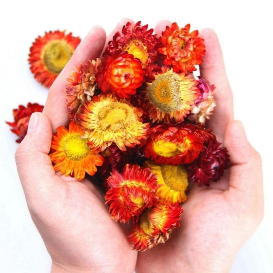 七彩菊50g西藏藏菊花养颜七彩菊散装特级新货菊花茶 西藏七彩菊50g