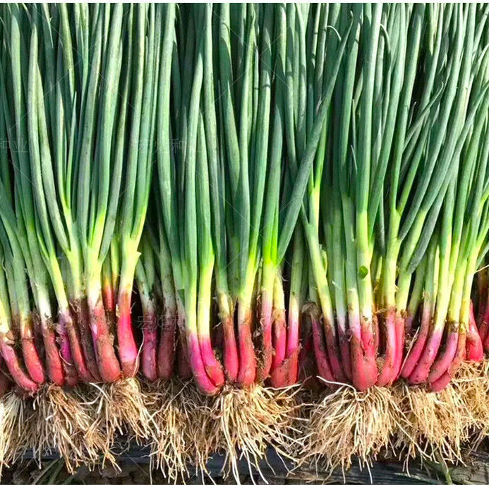 火葱种子 红根小香葱种子盆栽露地都可种植植物 3克【】 红根小香葱