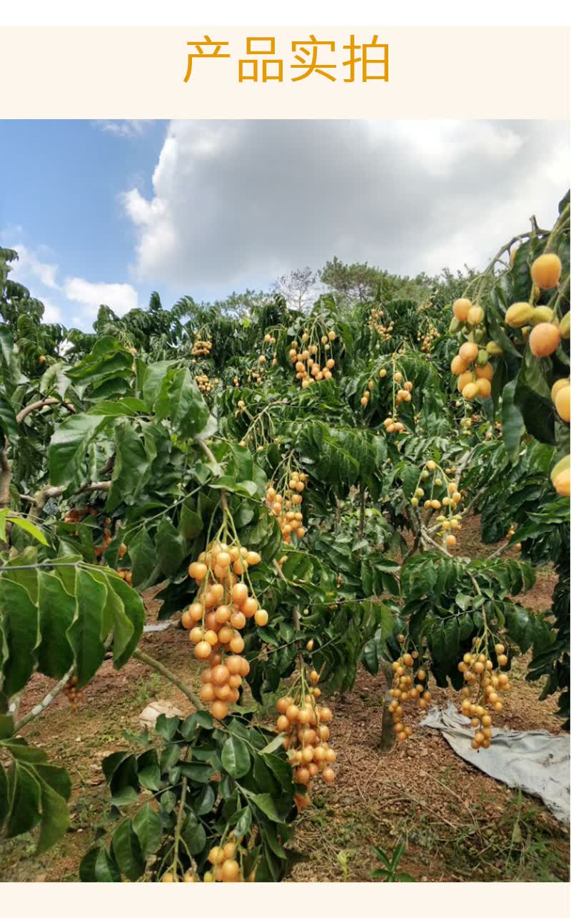 大地果缘 郁南无核籽鸡心黄皮果新鲜现摘冰糖酸甜广东孕妇水果顺丰5斤