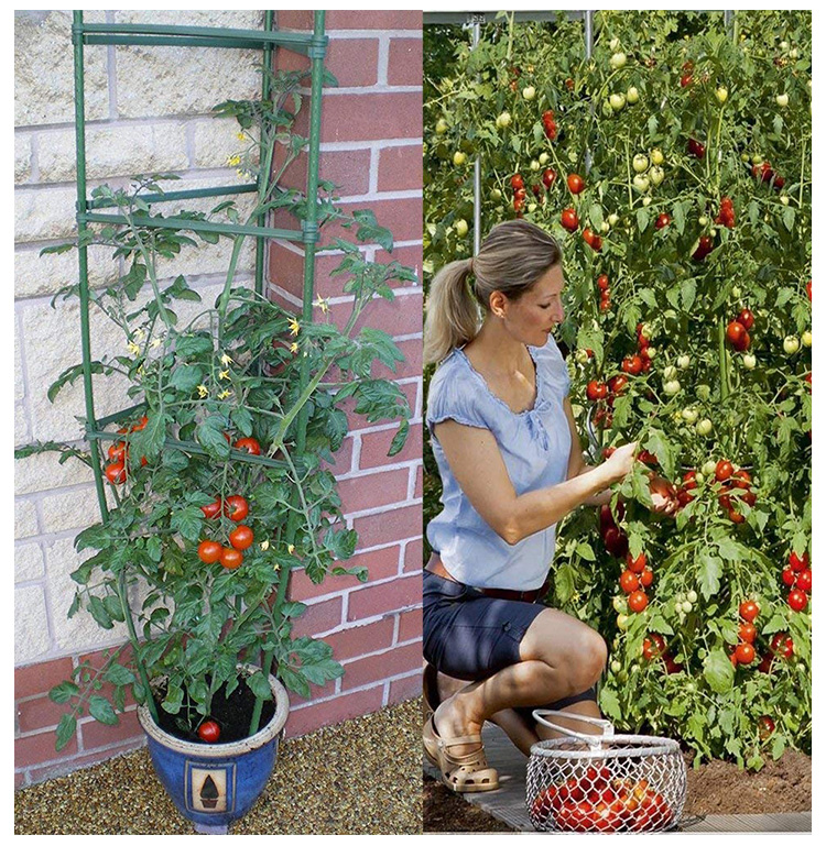 西红柿番茄攀爬支架黄瓜架爬藤植物花卉茄子架豆角种菜架支柱园艺虎雀