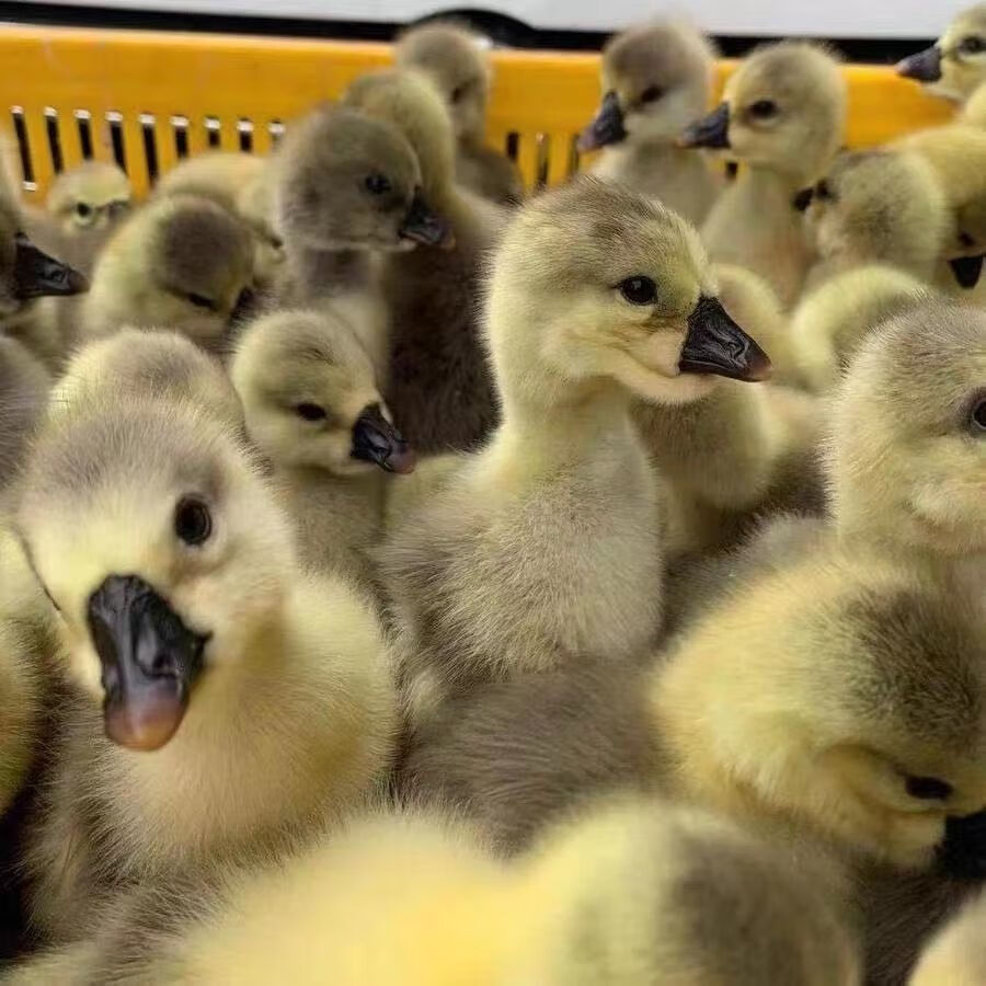 千诚宠物生活专营店商品编号:10054655051642商品名称:本地狮头鹅