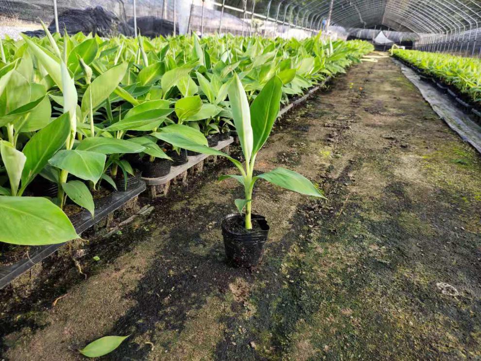 广西香蕉苗巴西蕉中蕉9号苗红香蕉芭蕉矮化蕉苗树苹果蕉当年结果 20