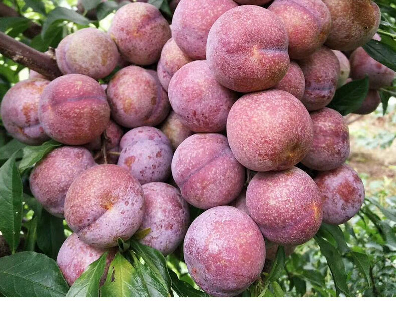 玢菓萱 新鲜上市超低价红心李三华李双华李子青脆甜李芙蓉李新鲜孕妇