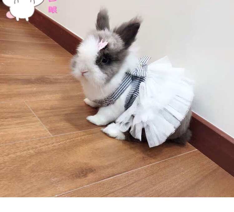 兔子衣服宠物省心兔子衣服侏儒兔宠物兔衣服兔子用品秋冬垂耳兔裙子幼