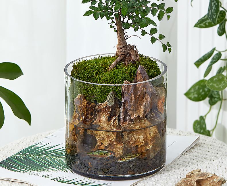 生态瓶苔藓微景观桌面盆栽青苔造景植物闷养鱼缸办公室内水培绿植玄山