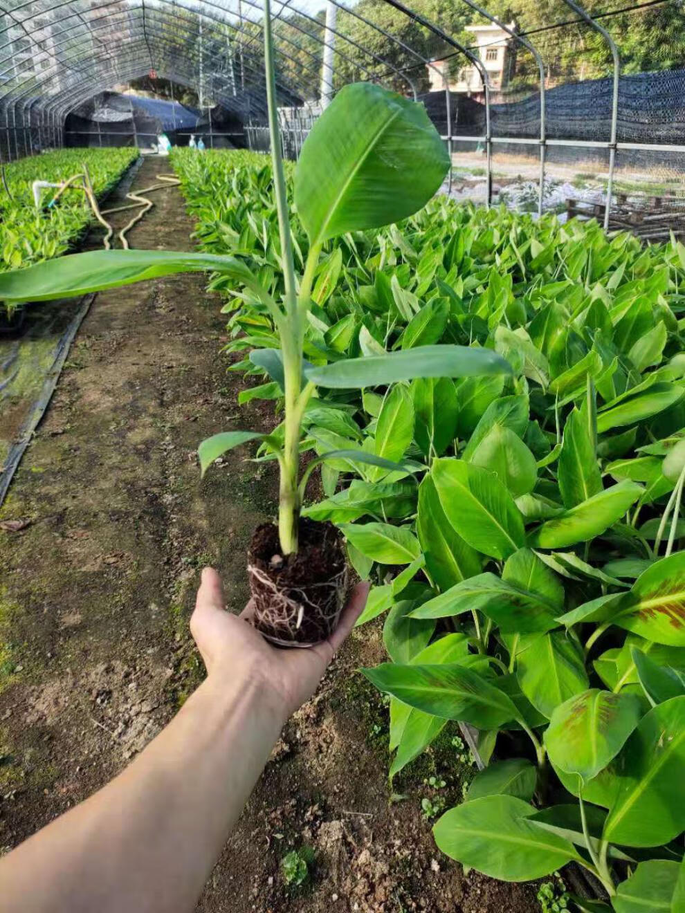 广西香蕉苗巴西蕉中蕉9号苗红香蕉芭蕉矮化蕉苗树苹果蕉当年结果10