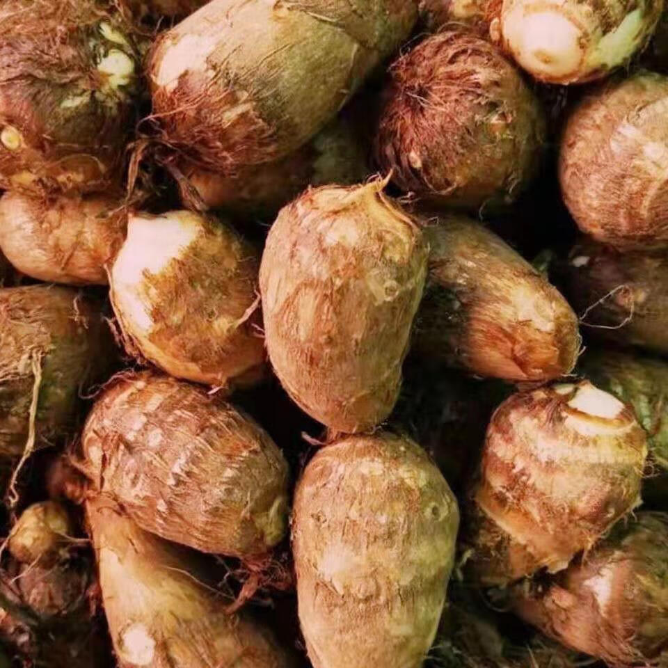 江西铅山红芽芋新鲜现挖香甜软糯芋艿芋头芋种香芋农家自种3斤大果