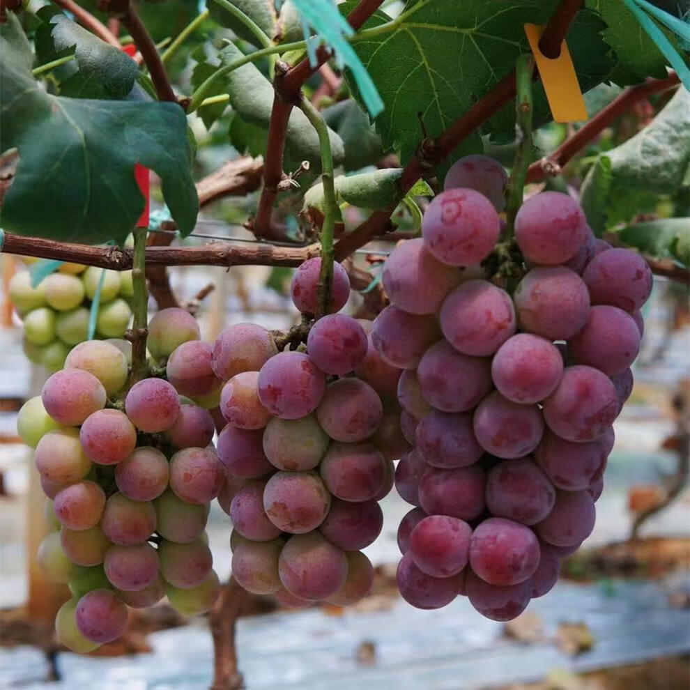 更多参数>>国产/进口:国产原产地:北京包装形式:简装品种:红提货号