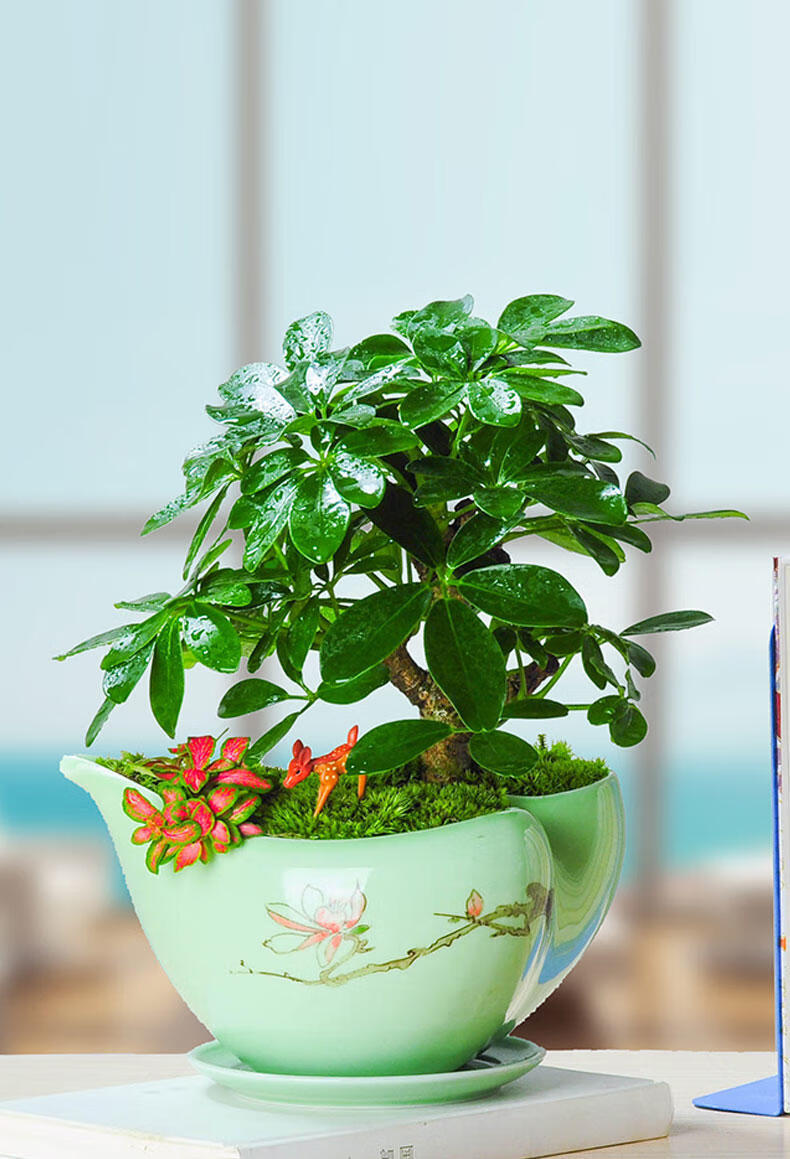 2022新 款可狄七叶莲鸭脚木盆栽幸运植物室内客厅四季常青鸭掌木鹅掌