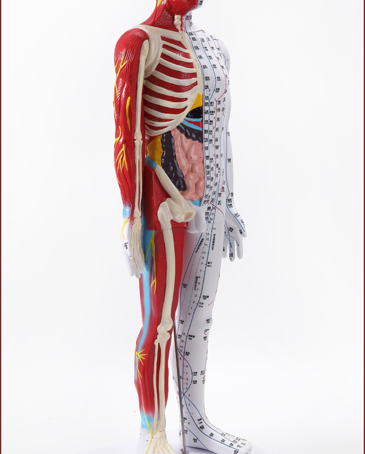 【药房直售】政河高品质中医针灸穴位人体模型人十二经络扎针小皮铜人