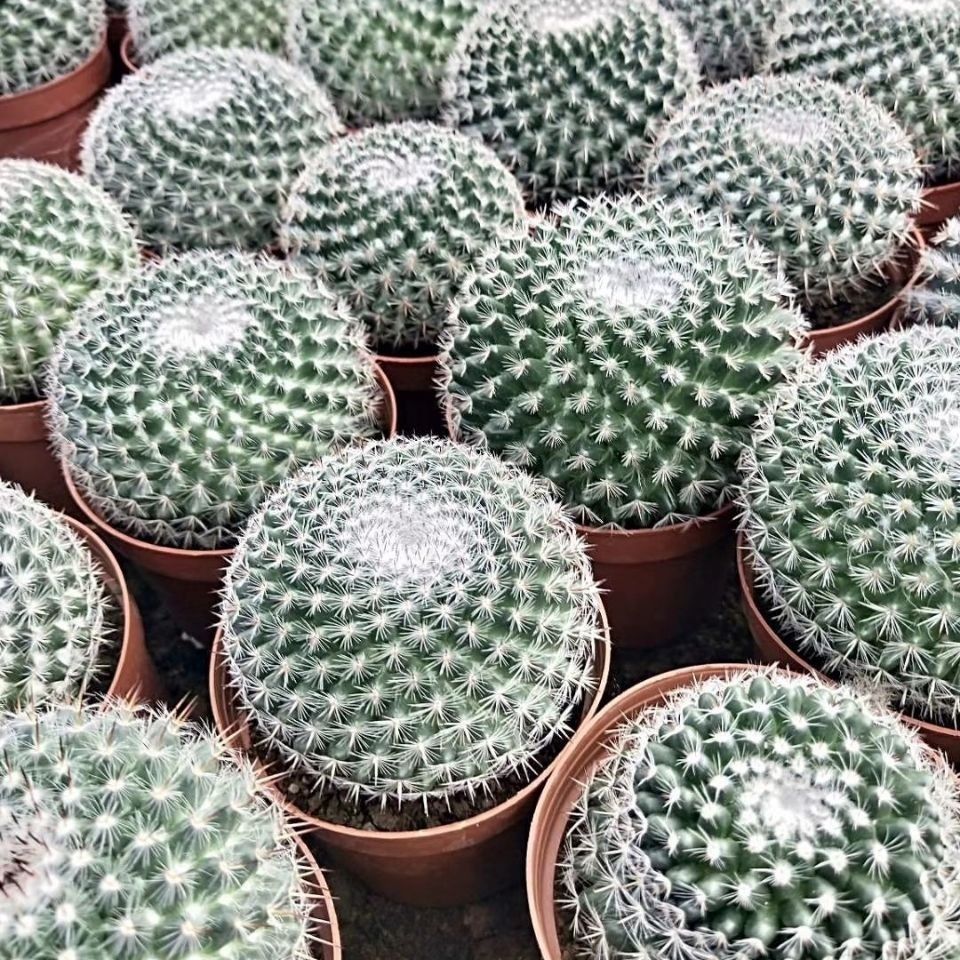 仙人球品种(仙人球品种大全 常见)