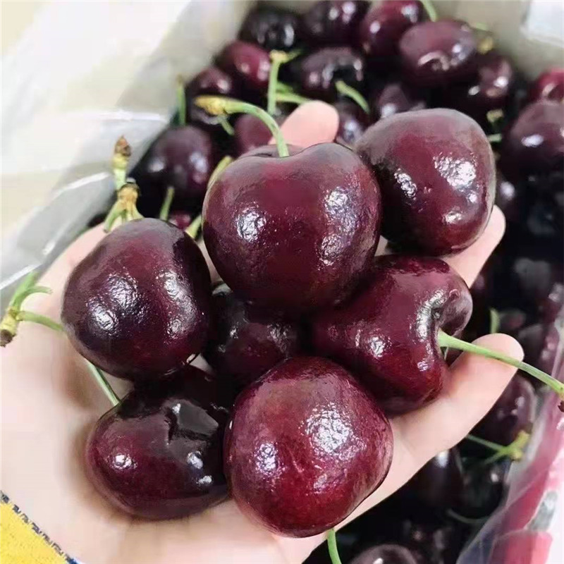 5折 都乐车厘子jjj 2500g 智利都乐车厘子双j大樱桃3j 4j 32mm(含)