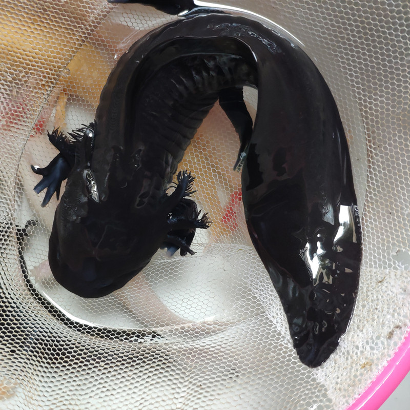 工匠头六角恐龙鱼淡水蝾螈冷水鱼观赏鱼金鱼宠物鱼锦鲤鱼水族爬行宠物