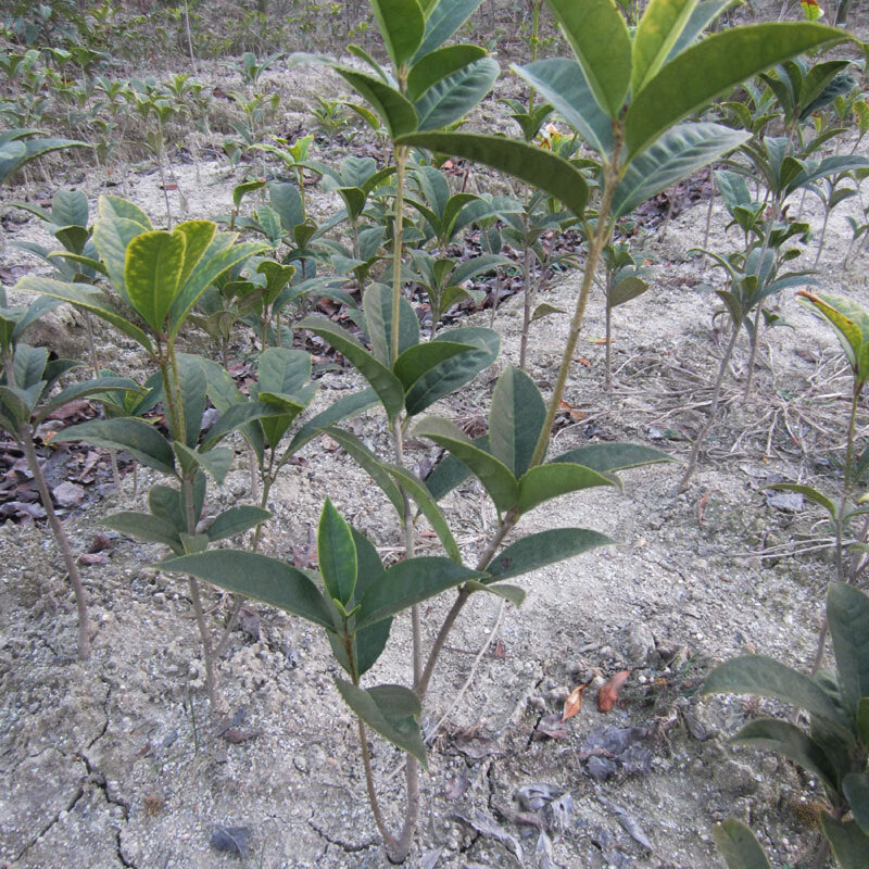 文静花坊 金桂树苗 沉香桂金球桂八月桂 香味浓郁庭院绿化地栽桂花大