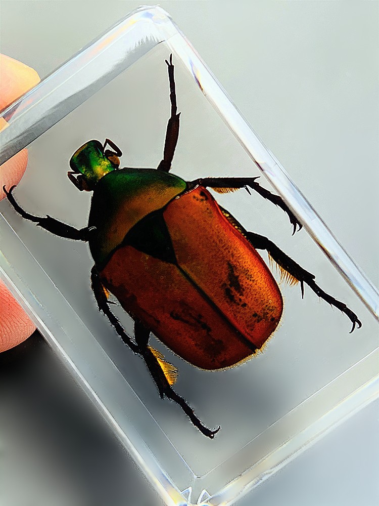 天然昆虫标本树脂海洋动物标本金龟子蚊子螃蟹甲虫蜘蛛真虫幼儿园银色