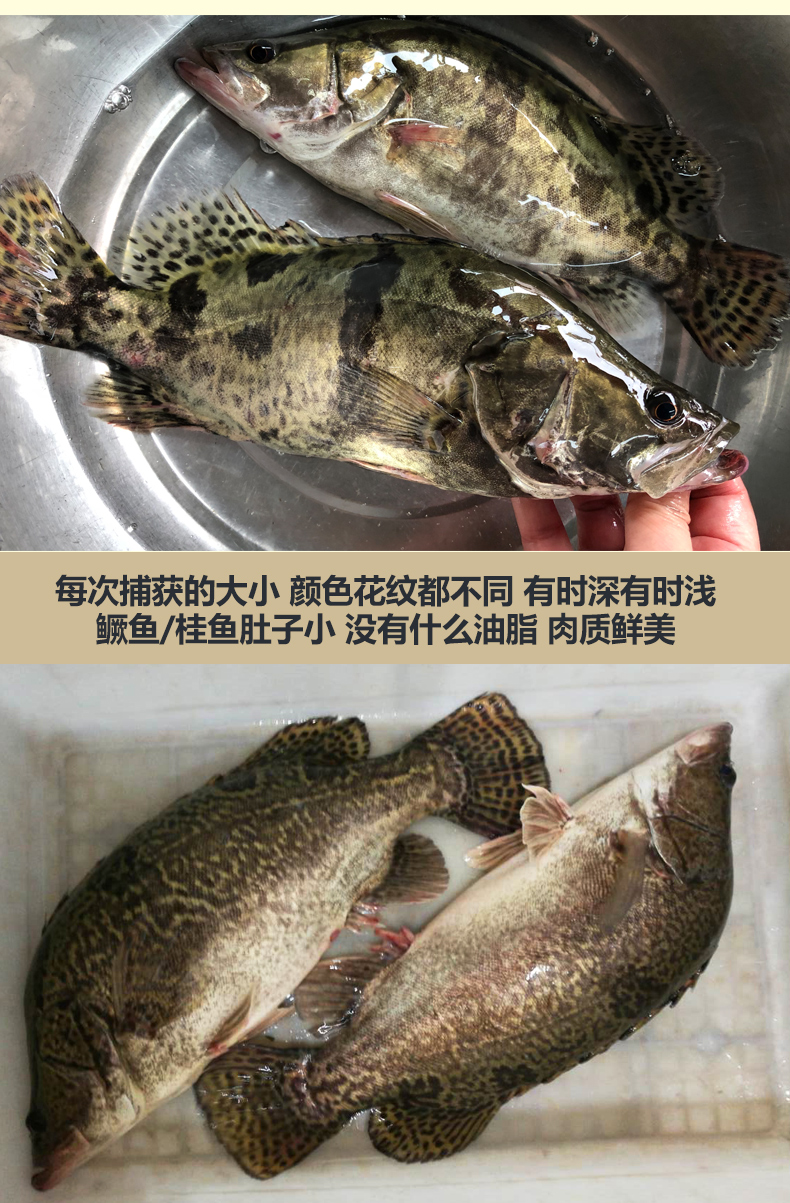 新鲜活体小河杂鱼溪鱼淡水新鲜鳜鱼贵桂鱼桂花鱼 2斤