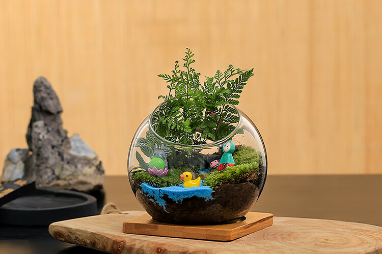 鲜活多肉植物创意苔藓微景观玻璃生态瓶diy造景材料室内桌面盆景隐蔽