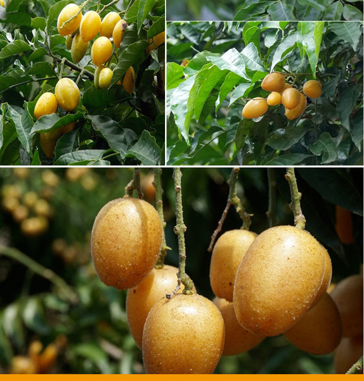 顺丰鸡心黄皮果新鲜水果现摘酸甜孕妇水果广西特产正宗黄弹子新鲜鸡心