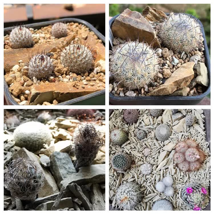 天然风化石砂多肉营养土兰花园艺盆栽仙人球掌植料碎小块石头铺面 2