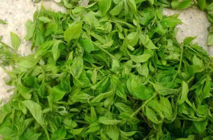 大马佐恩 2021青岛崂山-绿茶 甘枣叶茶芊罗崂山道家仙茶 绿茶养生茶