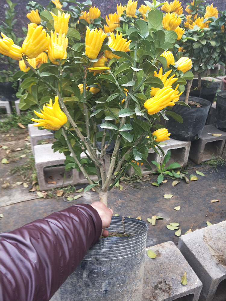 佛手苗佛手柑金华佛手盆栽千指小果无刺庭院阳台居室办公室景观 6年带