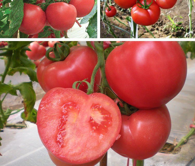 菜友美国大红168大番茄种子农家阳台四季种植大西红柿番茄蔬菜种子籽