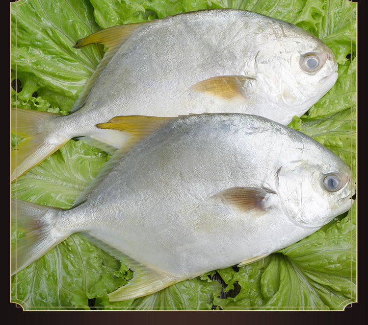 棠鲜生金鲳鱼新鲜海鲜金昌鱼东海海鱼水产5条中号