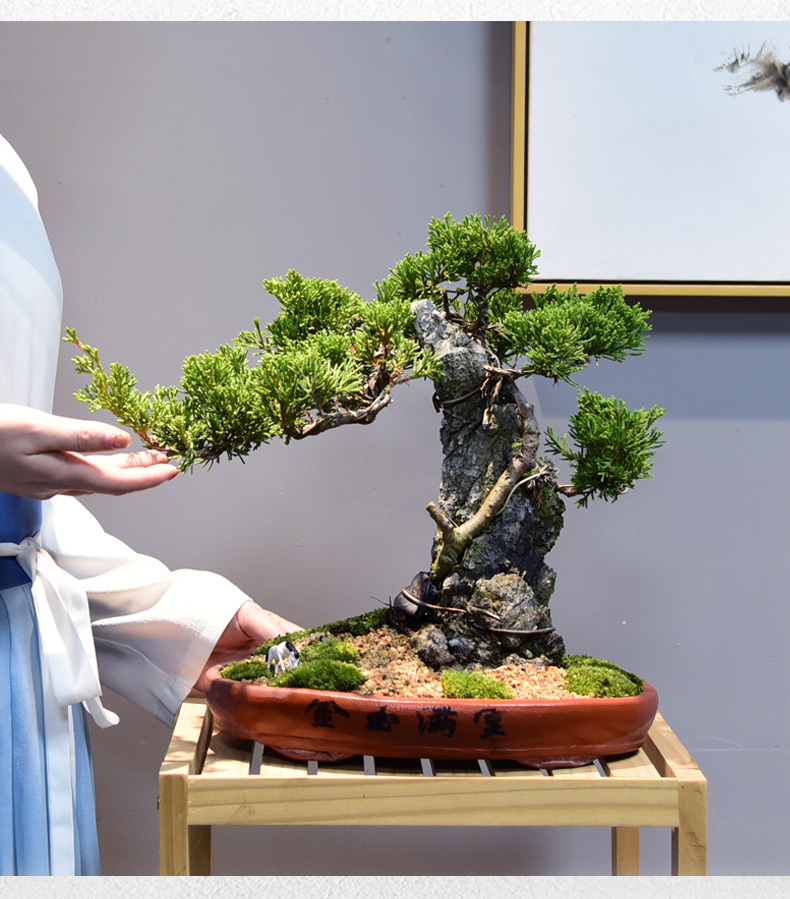 真松柏附石悬崖式盆景造景盆栽植物室内客厅四季常青桌面绿植摆件