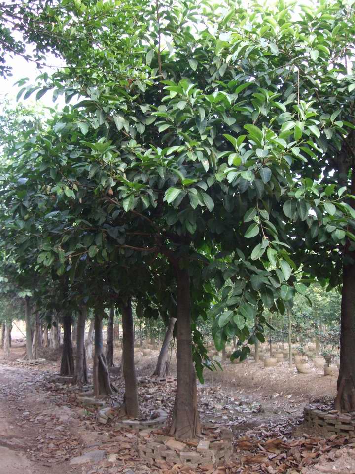 适用空间:庭院是否含花盆:不含盆品种:榕树商品毛重:100.