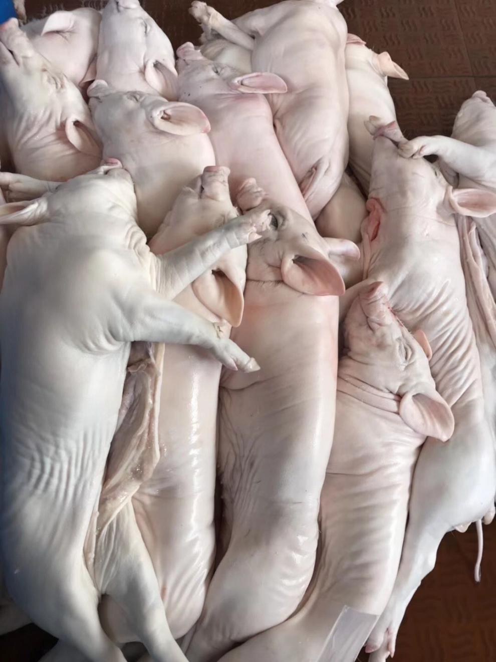 顺丰速运513斤乳猪整只生鲜脆皮小耳朵新鲜速冻烧烤食材年货送礼林诺