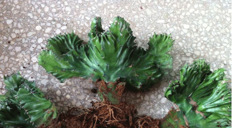 倾颜风水植物彩色仙人掌盆栽玉麒麟彩色玉麒麟花麒麟麒麟掌室内盆栽