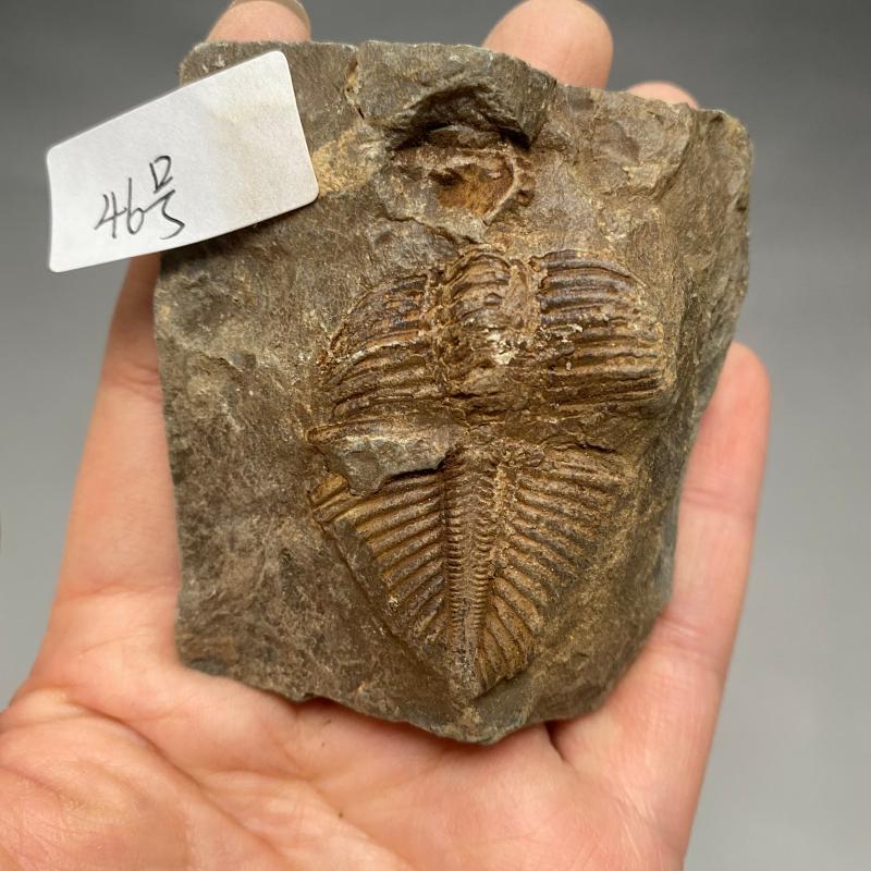 保真完整精品三叶虫 古生物化石 儿童礼物 教学 科普【图片 价格 品牌