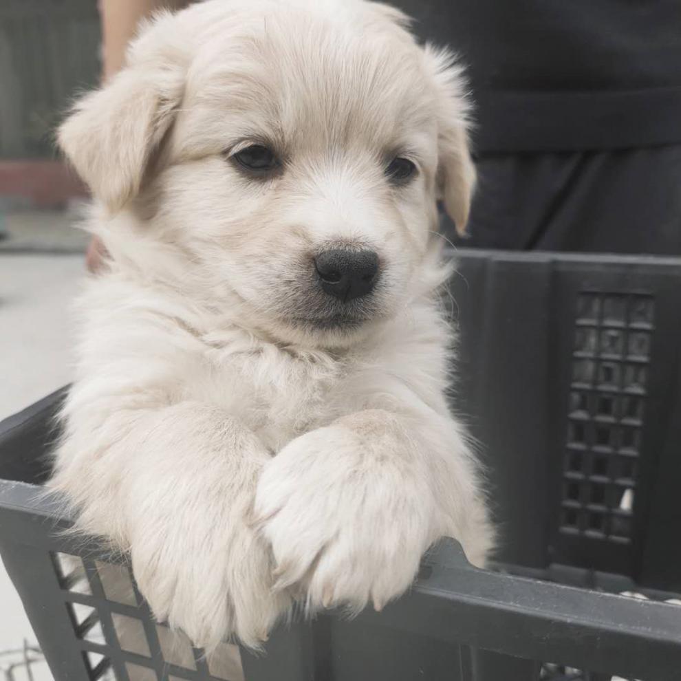 荣郁 宠物狗中华田园犬家养土狗幼犬金毛比熊混血大黄狗纯黑四眼狗