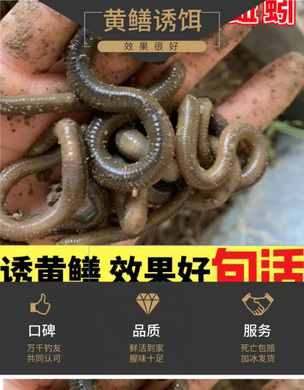 推荐新品￥蚯蚓只发江浙泸皖青蚯蚓特大蚯蚓鲜活黑蚯蚓钓鱼鱼饵垂钓