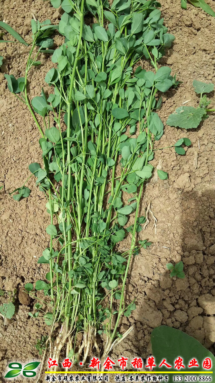 紫花苜蓿种子 多年生四季南北方牧草坪籽芽苗菜绿化蜜源绿肥 【紫花