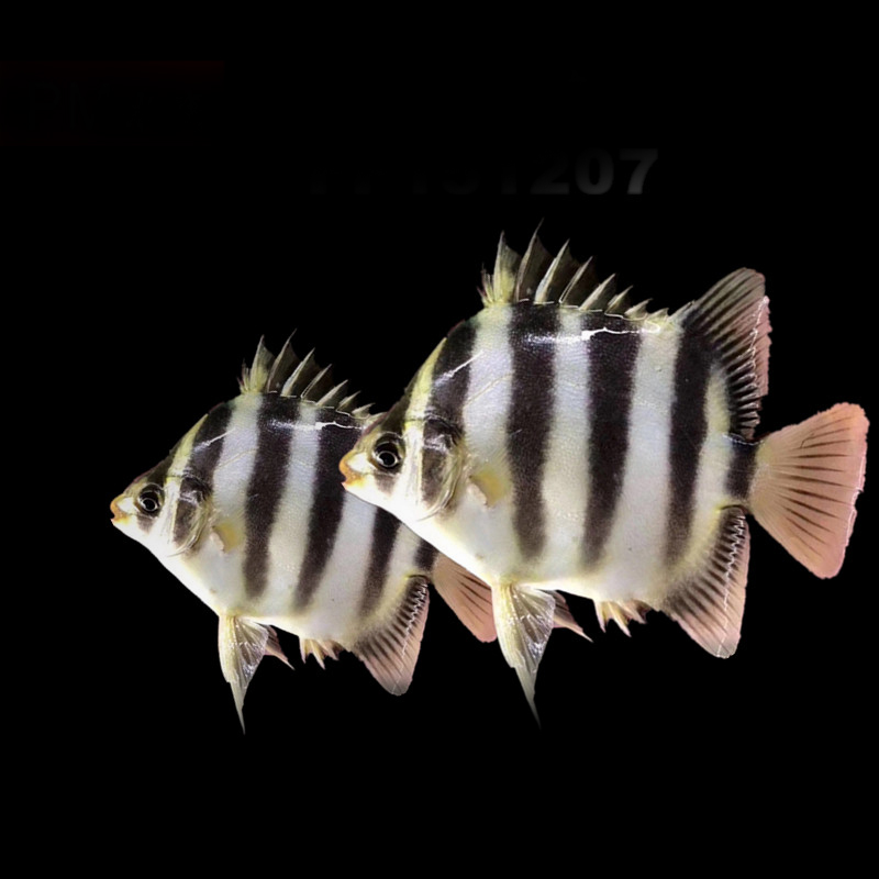 非洲金鼓鱼活体鱼非洲四纹虎观赏鱼中小型热带鱼淡水群游水财神water