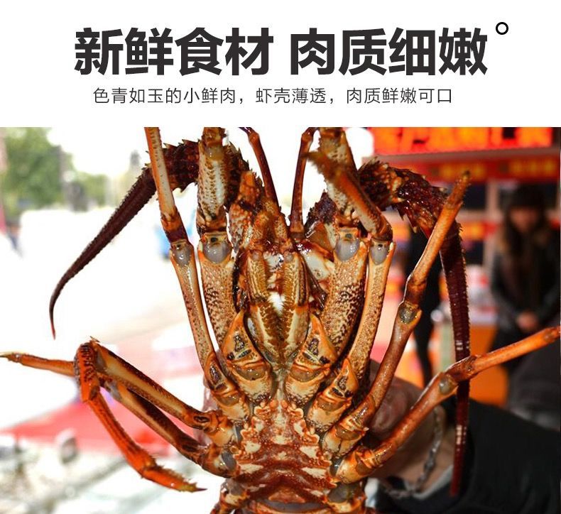 奥龙鲜活冷冻澳洲大龙虾无冰净重222斤一只一只