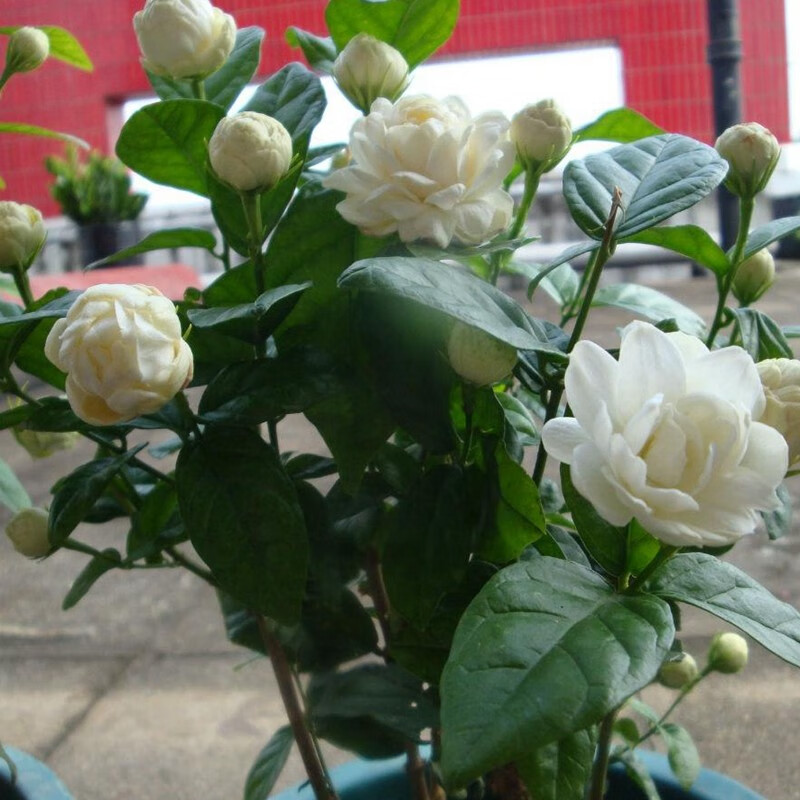 倾颜虎头茉莉白茉莉双色茉莉绿植花卉室内盆栽花卉盆栽白色茉莉花卉白