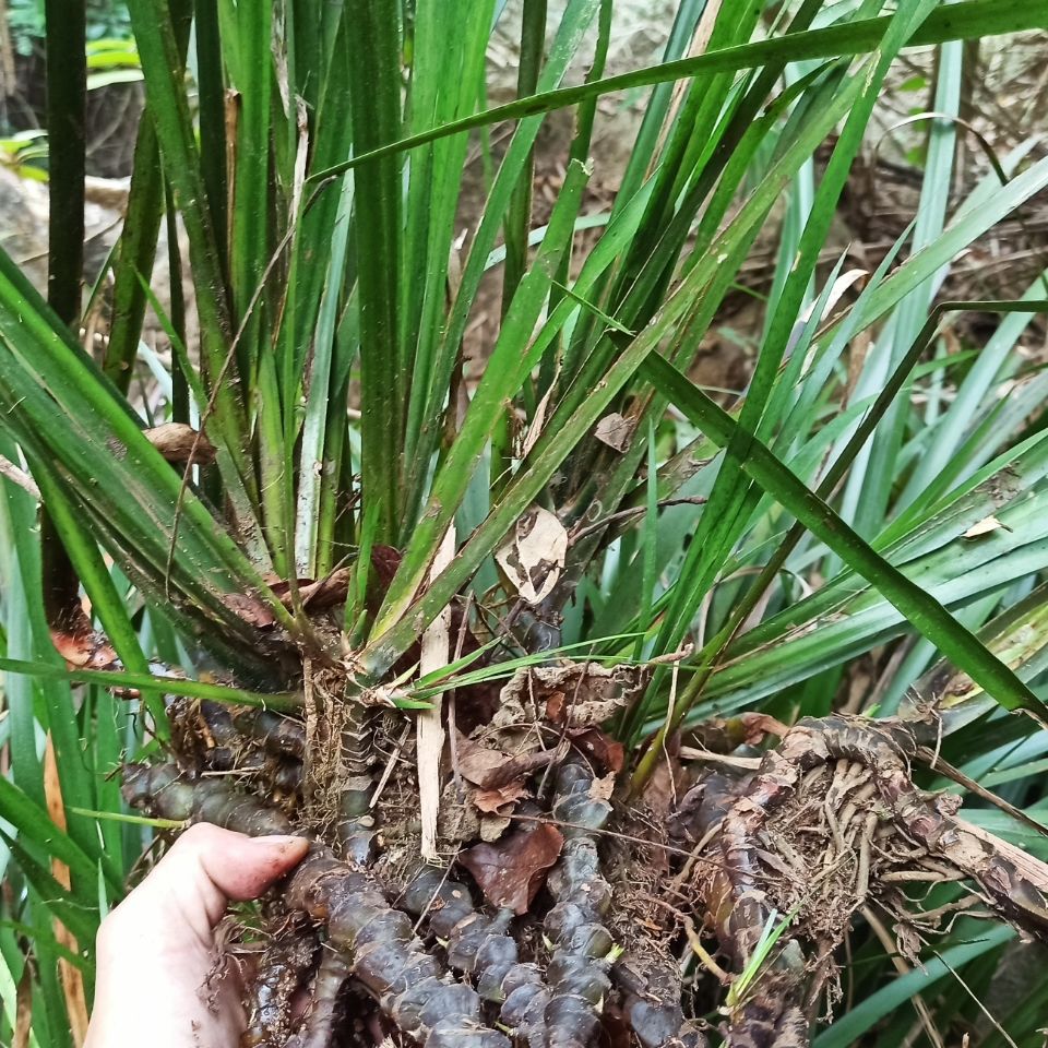 jd优选深山野生石菖蒲纯根老菖蒲根月子洗澡洗头正宗山菖蒲老根水剑草