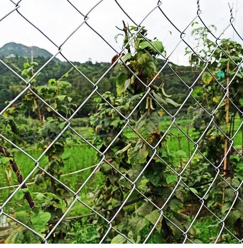 镀锌菱形勾花网铁丝围栏网护栏网养殖网种植圈地荷兰防护网格离网 2米