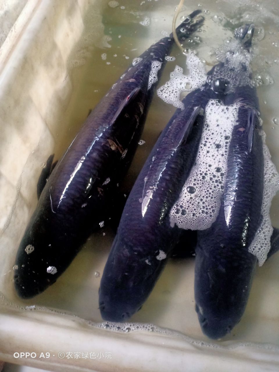 【好物推荐】鲜美惊当天打捞生螺丝混青混鱼子鲜味美活体现杀!