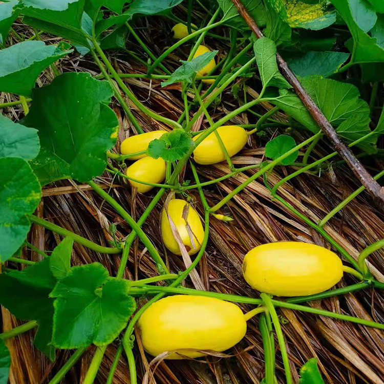 晨臻 石城特产 赣南石城特产杏瓜农家自种新鲜采摘时令蔬果黄皮笋瓜信